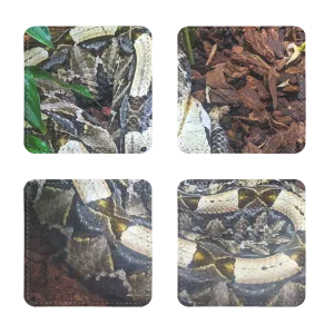 White Snake Sublimation Coasters Pack of Four